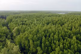 Vietnam se empeña en preservar la Reserva de Biosfera del Bosque de manglares Can Gio 