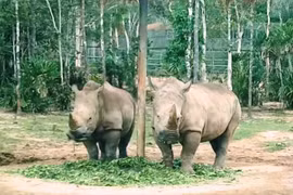 Refuerza Vietnam protección de especies en peligro de extinción