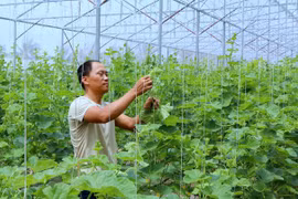 Ciudad vietnamita de Can Tho crea condición a la operación del grupo indio TATA