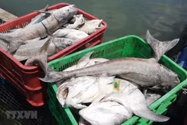 Especialistas advierten disminución grave de reserva de peces en el Mar del Este