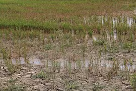 Provincia vietnamita invierte en proyecto de agua potable para afectados por sequía