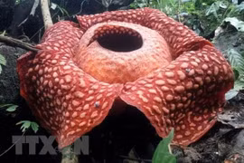 Descubren en Indonesia la flor más grande en el mundo