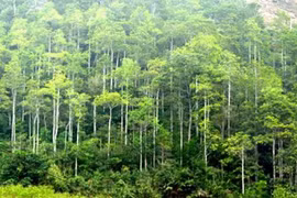 Promulgan en Vietnam estándares nacionales de manejo forestal 