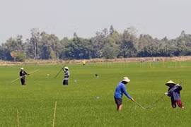 Provincia de Kien Giang se concentra en productos agrícolas 