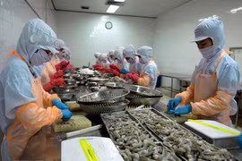 Crecen exportaciones vietnamitas de camarones a Canadá