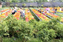 Aumentará siembra de flores y plantas ornamentales en Dong Thap