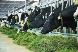 Fábrica lechera de Vietnam accede a mercado de China