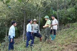 Política de protección forestal mejora la gestión de bosques en Vietnam