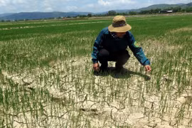 Enfrentan sequía miles de hectáreas de cultivos en región central de Vietnam