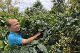 Aumentan exportación agrícola de Vietnam a UE tras entrada en vigor de EVFTA