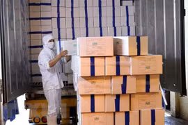 Vietnam exporta primer lote de camarones a la Unión Europea bajo EVFTA
