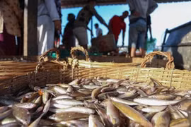 Disminuyen exportaciones de productos acuáticos de Camboya