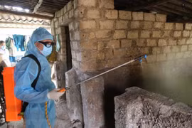 Refuerzan medidas para prevenir la peste porcina africana en 19 provincias vietnamitas