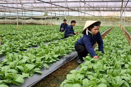 Hanoi promueve inversiones en proyectos agrícolas