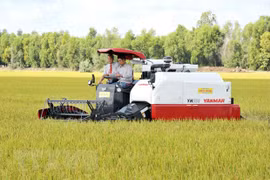 Exportará provincia survietnamita 126 toneladas de arroz a Unión Europea