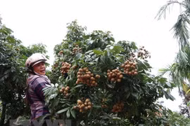 Producción agrícola en provincia vietnamita de Hai Duong crece 7,8 por ciento 