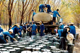 Aumenta valor de exportación de caucho de Vietnam 