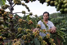 Café de Vietnam conquista el mercado mundial