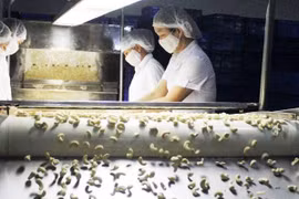Exportaciones de anacardos de Vietnam crecen en los primeros cinco meses