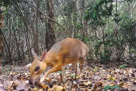 Vietnam intensifica cooperación en preservación de la biodiversidad
