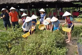 Phu Quoc promueve la ecoagricultura en combinación con el turismo