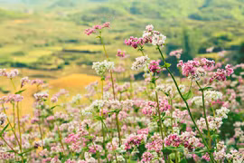 Promueven la belleza y cultura de Ha Giang en Festival de Flores de Alforfón