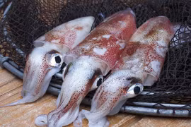 Corea del Sur es el mayor importador de calamar y pulpo de Vietnam
