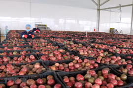 Exportaciones de verduras y frutas de Vietnam aumentan tras meses de caída