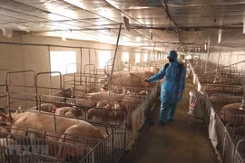 Vietnam se empeña en impedir propagación de fiebre porcina africana