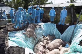 Cooperan Vietnam y Estados Unidos en producción de vacunas contra la peste porcina africana