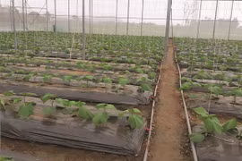 Provincia vietnamita de Vinh Phuc promueve agricultura con altas tecnologías