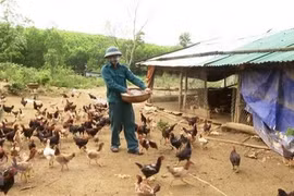 Provincia vietnamita declara fin de epidemia de gripe aviar A/H5N6