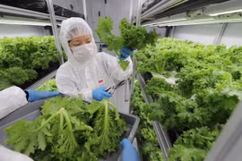 Singapur planea aumentar producción nacional de alimentos 
