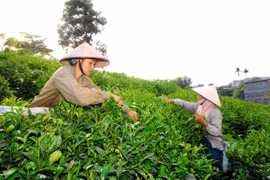 Celebrarán IV Festival de Té, especialidad de provincia vietnamita de Thai Nguyen