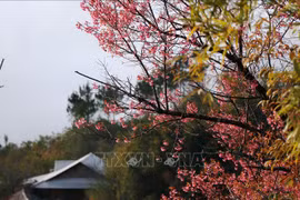 Brotan las flores Pang To Day en el noroeste de Vietnam