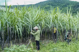 Vietnam inicia investigación antidumping al azúcar de caña de Tailandia