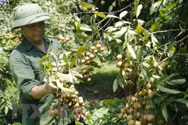 Promueven exportaciones de longan vietnamita a mercado de China