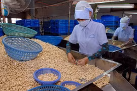 Vietnam reduce meta de exportación de anacardo en 2020