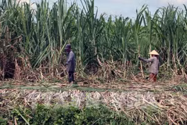 Primer ministro de Vietnam exige eliminar barreras para el desarrollo del sector azucarero 