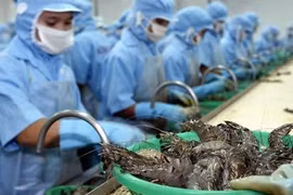Exportaciones de camarones de Vietnam a Australia registraron fuerte aumento en 2019