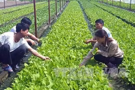 Adopta Vietnam proyecto de desarrollo de agricultura orgánica para periodo 2020-2030