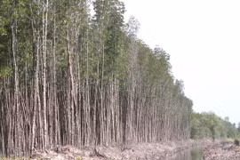 Bosques en provincia vietnamita de Ca Mau enfrentan alto riesgo de incendio