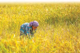 Camboya por mejorar sector arrocero