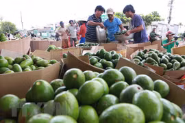 Vietnam aboga por incrementar venta de productos agroacuícolas a Corea del Sur