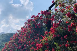 Reconocen a valle de rosas en Sapa como el más grande de Vietnam