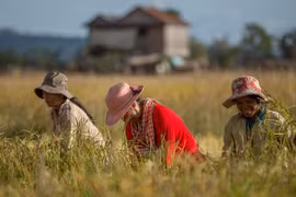 Camboya eliminará veda de exportaciones de pescado y arroz