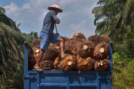 Aumento del consumo interno de Indonesia puede afectar oferta global de aceite de palma