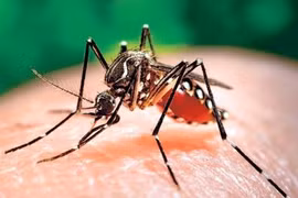 Provincia vietnamita fortalece la prevención y el control del chikungunya, el dengue y el zika