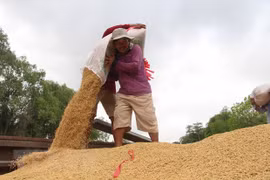 Exportaciones de arroz de Camboya por alcanzar 800 mil toneladas en 2020