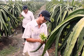 Provincia vietnamita de Long An por ampliar área de cultivo de pitahayas